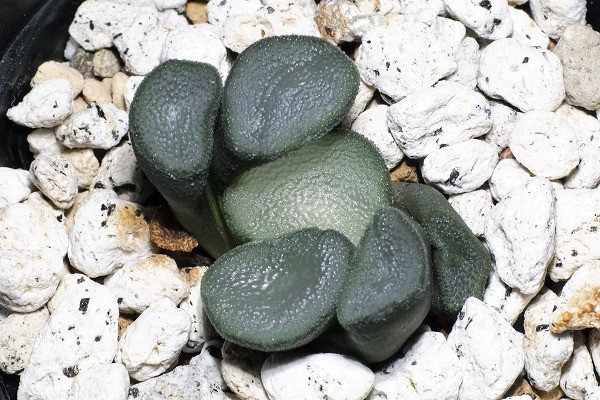 ◇多肉植物◇ ハオルチア 万象 大宝