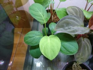 Green Note│大阪、我孫子のアクアリウムショップ » 9月5日 サトイモ科 観葉植物等 入荷しました！ Homalomena sp. Batu Ampar,Pulau singkep -1