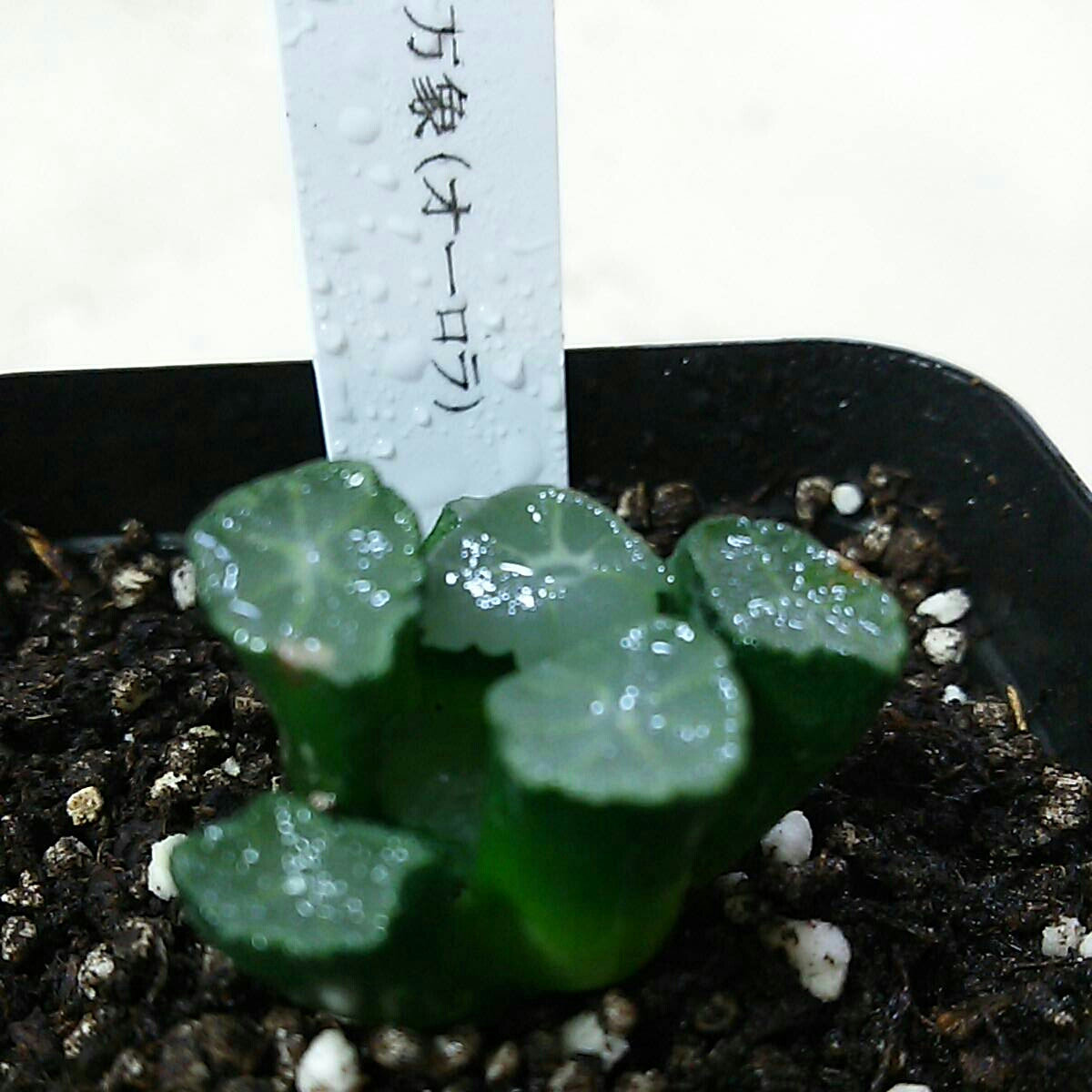 ハオルチア 万象 多肉植物 オーロラ錦 オーロラ - ≧∇≦）多肉植物