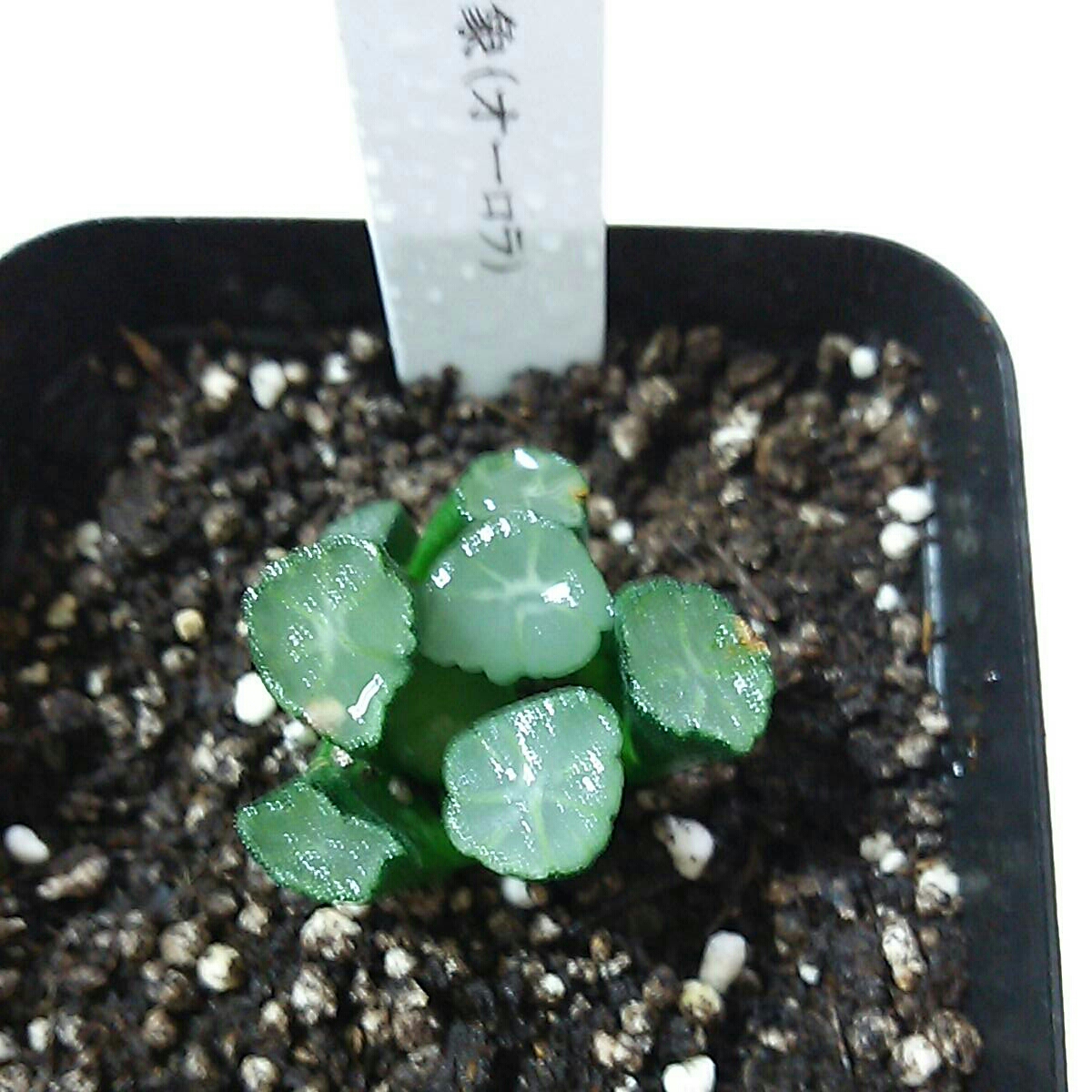ハオルチア 万象 多肉植物 オーロラ錦 オーロラ - ≧∇≦）多肉植物