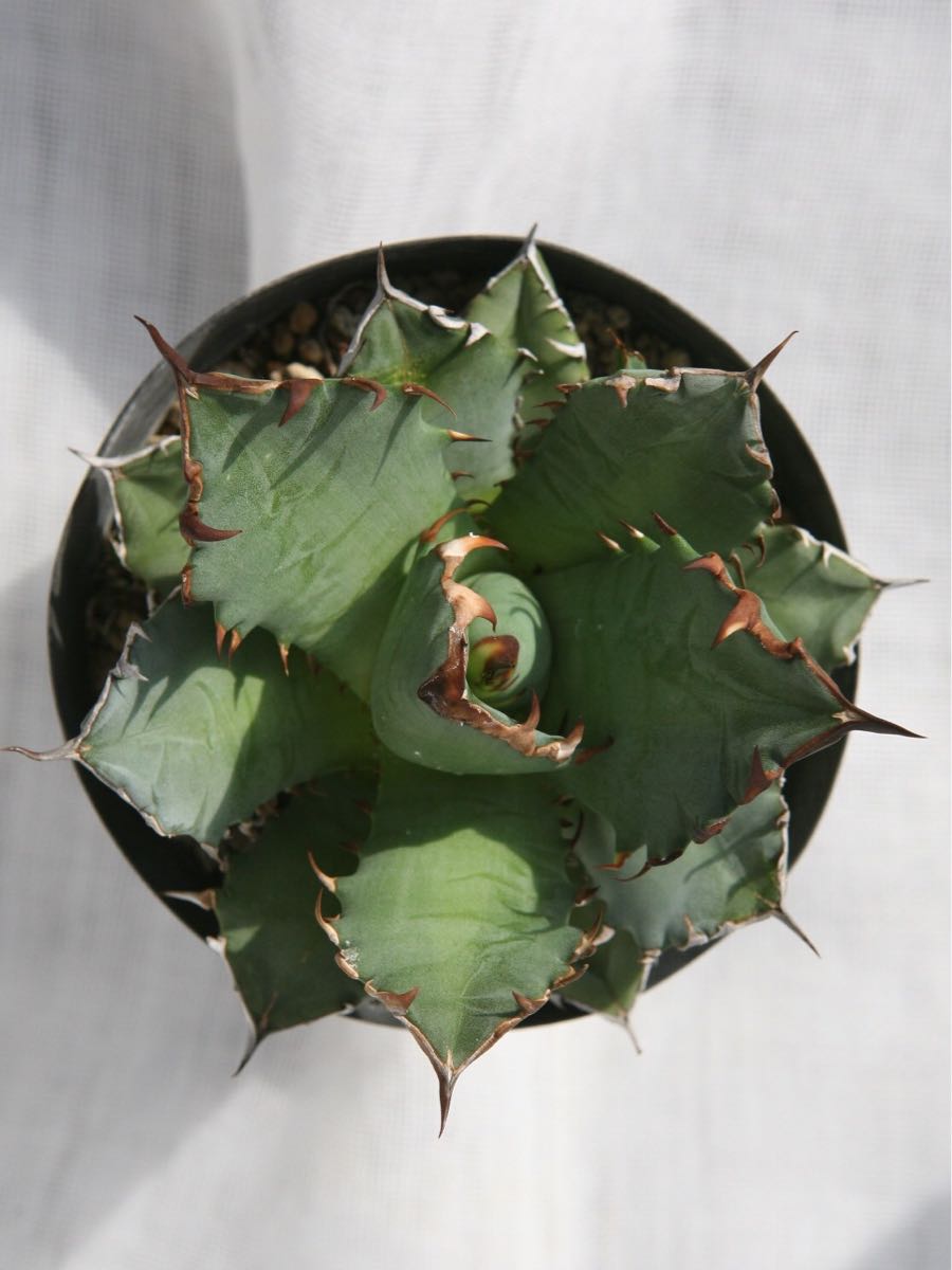 アガベ チタノタ 農大ナンバーワン 】チタノータ ナンバーワン agave