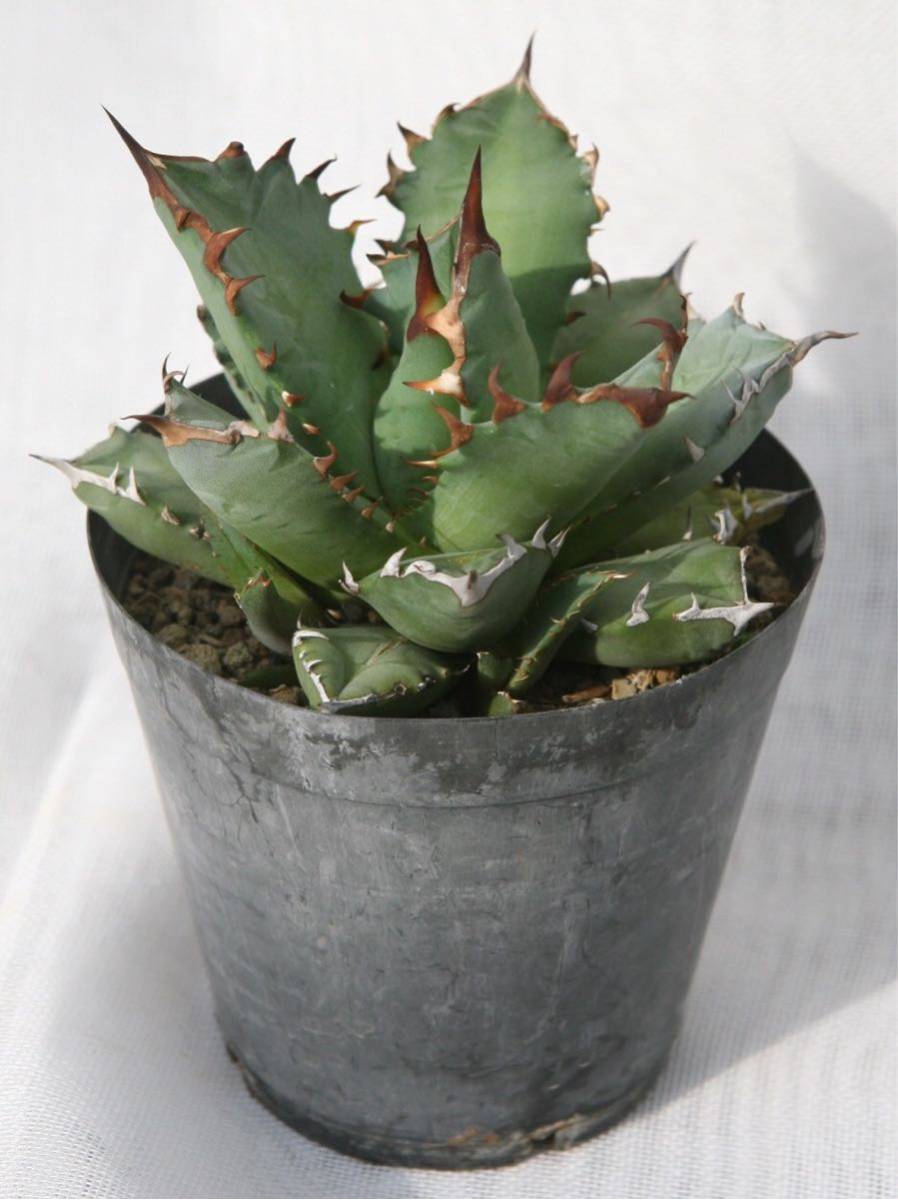 アガベ チタノタ 農大ナンバーワン 】チタノータ ナンバーワン agave
