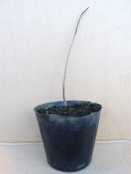 ポポー 実生 苗木 cm程度 3年生 1本 送料431円から のフルーツ 果物 売買されたオークション情報 Yahooの商品情報をアーカイブ公開 オークファン Aucfan Com