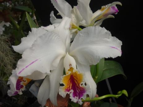 C mossiae semialba pincelada　Conquistar(5.0)