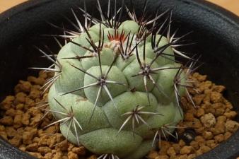 マクドガリー サボテン 群生 大株 オルテゴカクタス マクドガリー