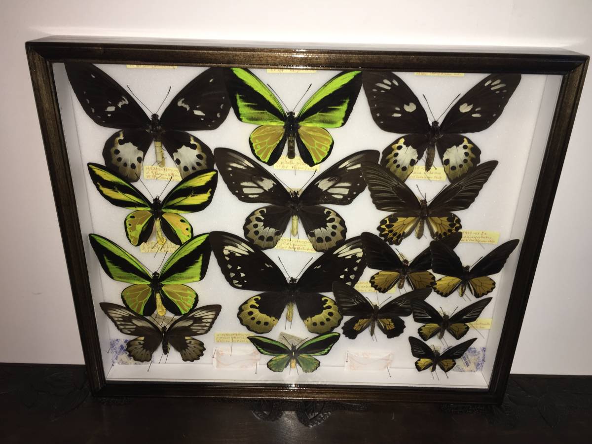 昆虫標本箱（ドイツ箱）モルフォ蝶2頭入り - T-WOOD'S GALLERY 2