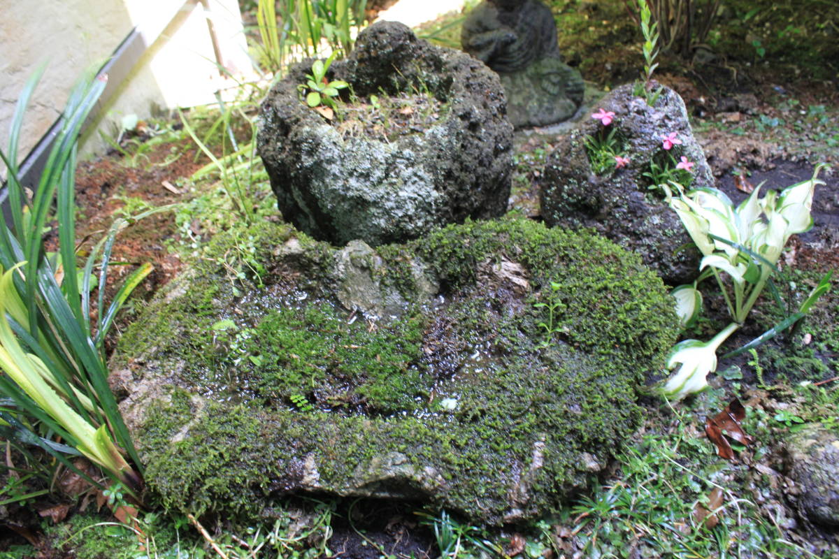 5 山採り ツノハシバミ ツノハシバミ | Arboretum