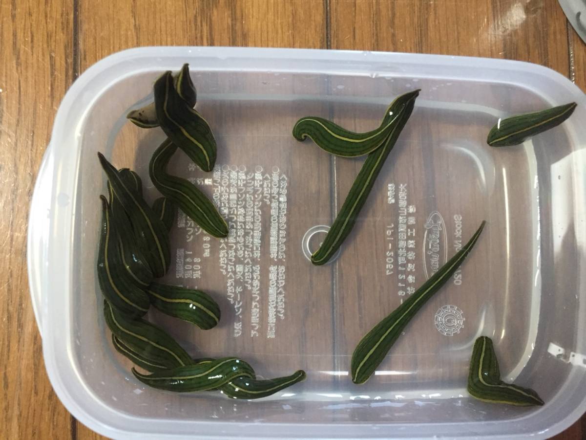 蛭屋 50匹以上まとめ売り ウマビル 清水飼育個体 期間限定値引き中 ヤマト営業所留め 郵便局留め可 その他 売買されたオークション情報 Yahooの商品情報をアーカイブ公開 オークファン Aucfan Com