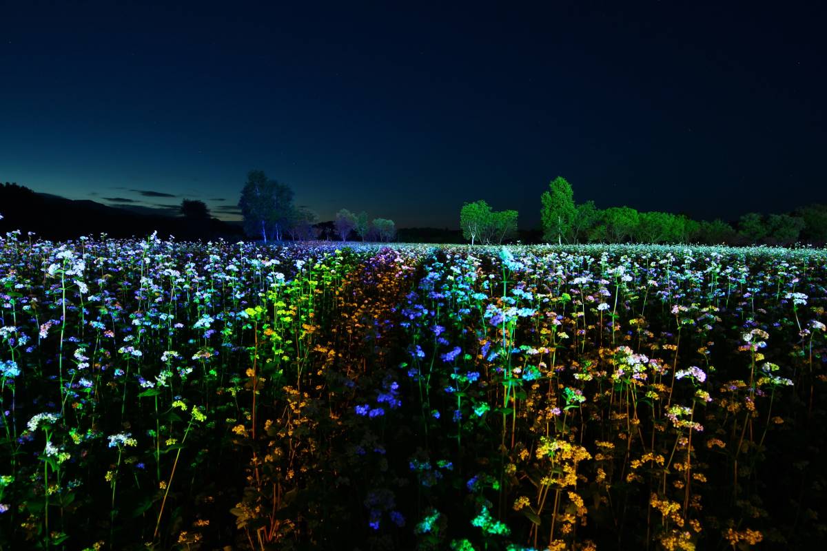 【900g】国産、北海道産のそばの実を幌加内からお届け！平成29年産！新蕎麦！スーパーフード！幌加内そば！産地直送です_4