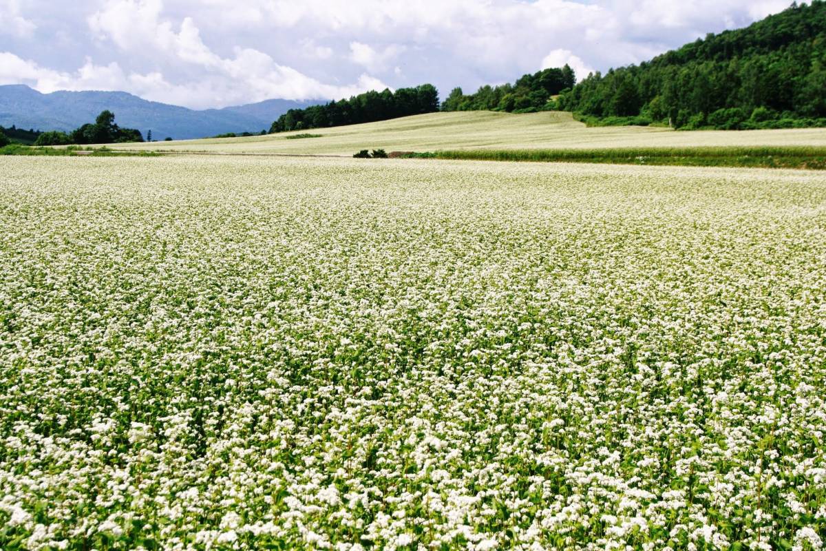 【900g】国産、北海道産のそばの実を幌加内からお届け！平成29年産！新蕎麦！スーパーフード！幌加内そば！産地直送です_5
