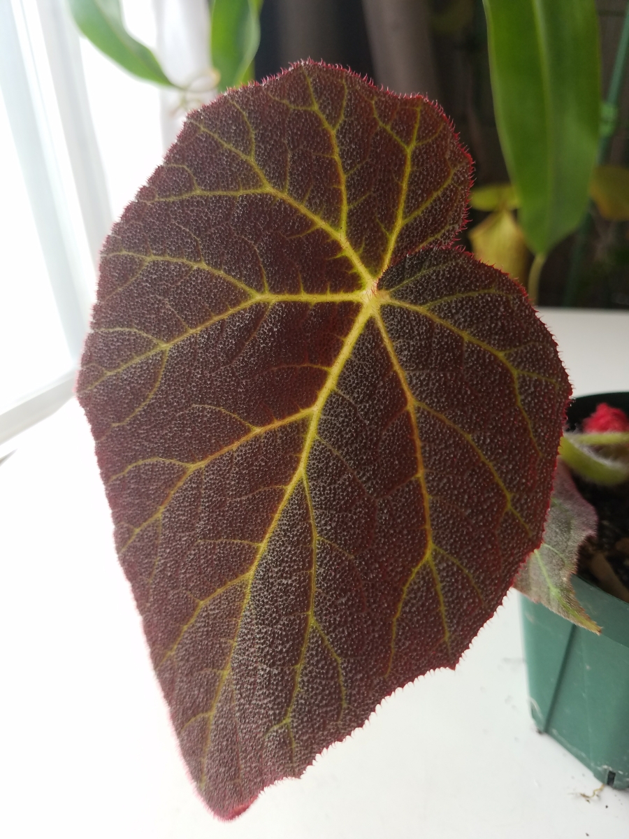 【Begonia valicola】ベゴニア バリコラ【やや大株】【熱帯植物】【第四種郵便送料一律300円】
