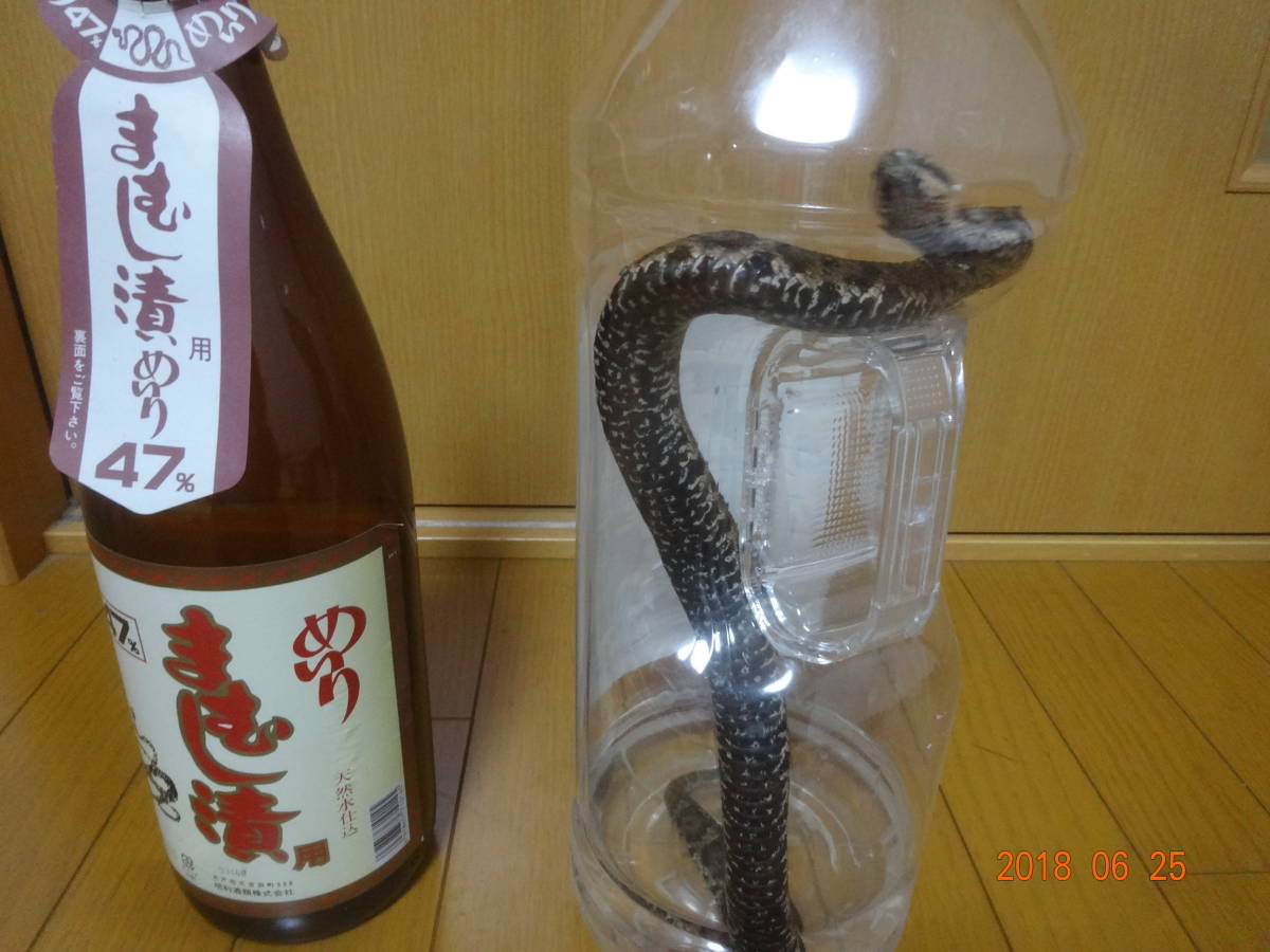 まむし酒 マムシ酒 : マムシ マムシ酒に。フンだし完了。良品 天然 