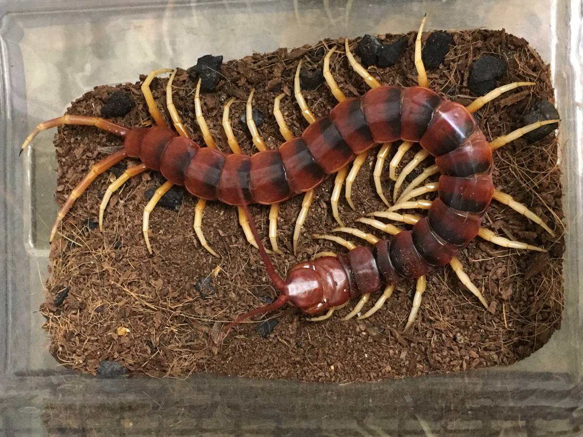 ナンベイオオムカデ scolopendra gigantea ペルビアンジャイアントオオムカデ 95(虫類