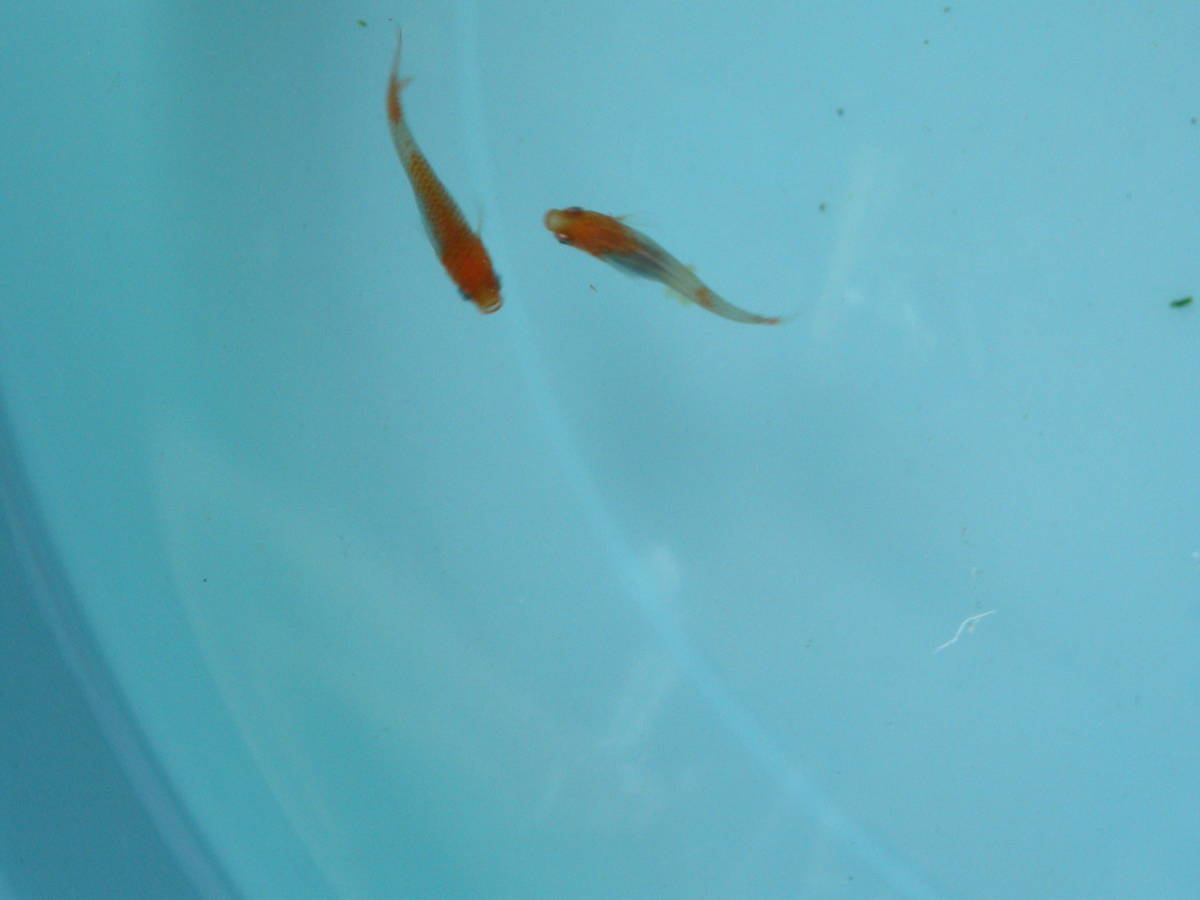 メダカ４種類 紅白 マリンブルー 白 黒 メダカ卵100個 A めだか 売買されたオークション情報 Yahooの商品情報をアーカイブ公開 オークファン Aucfan Com