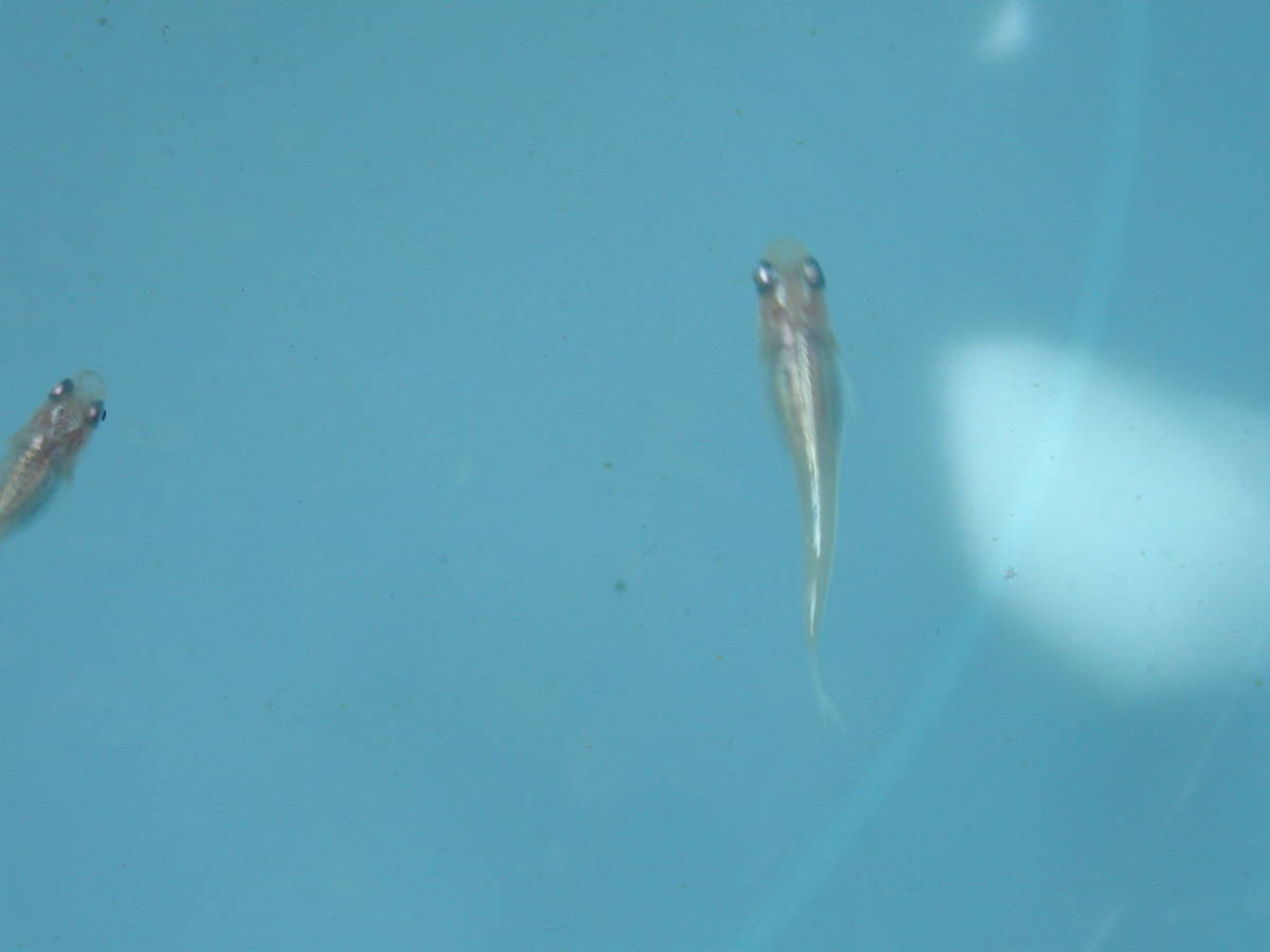 メダカ４種類 紅白 マリンブルー 白 黒 メダカ卵100個 A めだか 売買されたオークション情報 Yahooの商品情報をアーカイブ公開 オークファン Aucfan Com