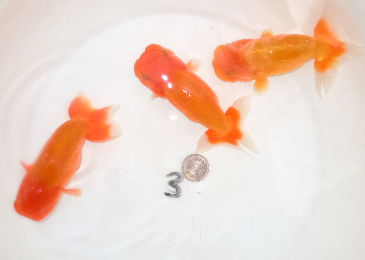 らんちゅう MK-R二歳魚、約13.5センチ、No，8146 二歳の通販 公式通販 