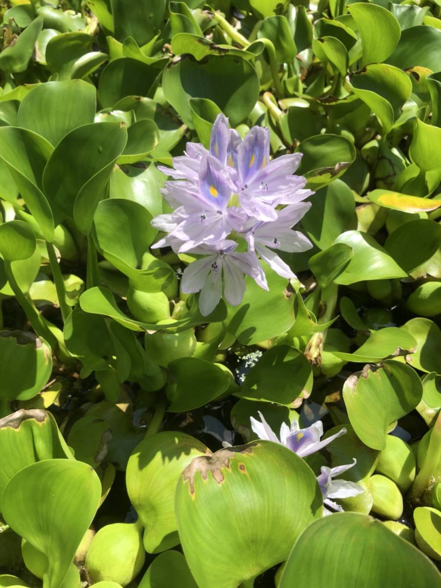 特大ホテイアオイ ホテイ草 布袋草 １０株 浮き草類 売買されたオークション情報 Yahooの商品情報をアーカイブ公開 オークファン Aucfan Com