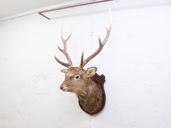 ☆ ビンテージ エゾシカ ハンティング トロフィ 蝦夷 鹿 頭 角 剥製 壁