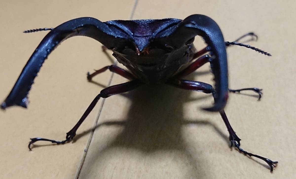 生体 マンディブラリスフタマタクワガタ 成虫ペア ボルネオ ムラトゥス産 赤系 1回使用 フ節欠け有 即ブリ