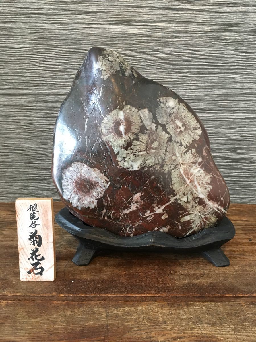菊花石 根尾谷 岐阜県 鑑賞石 台座付き 根尾谷菊花石です 【公式通販】