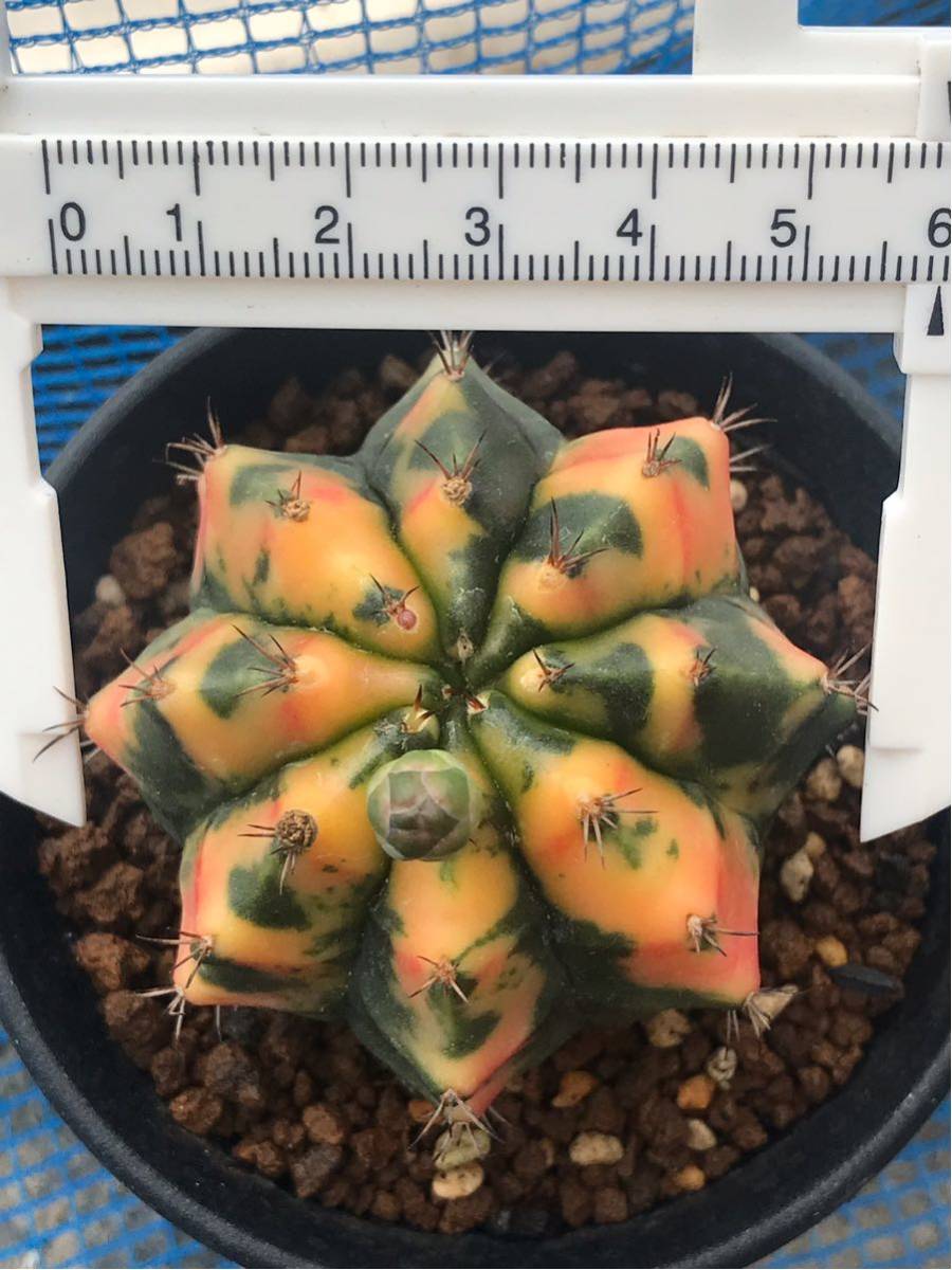 ギムノカリキウム・緋牡丹錦 実生