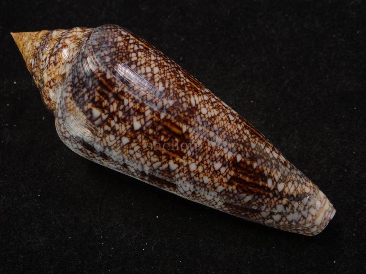大型で色が特徴的な貝殻 マンボウガイ　貝殻　標本 大型で色が特徴的な貝殻 マンボウガイ 貝殻 標本 【公式通販】