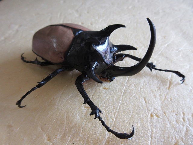 ゴホンヅノカブト ♂88mm♀55mm WD | KPW公式オンラインショップ