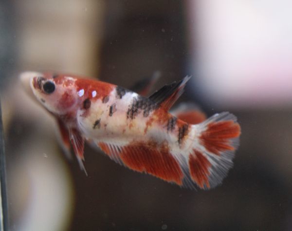 Nooam betta 43 鯉ベタ　♀