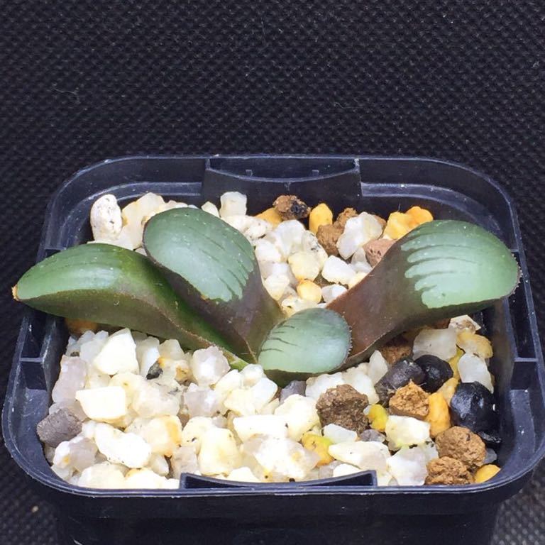 スプリングボクブラケンシス 種子⁄10粒Haworthia 原種 ハオルチア H