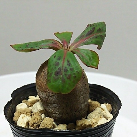 ユーフォルビア エクロニー Euphorbia ecklonii 塊根 鬼笑い