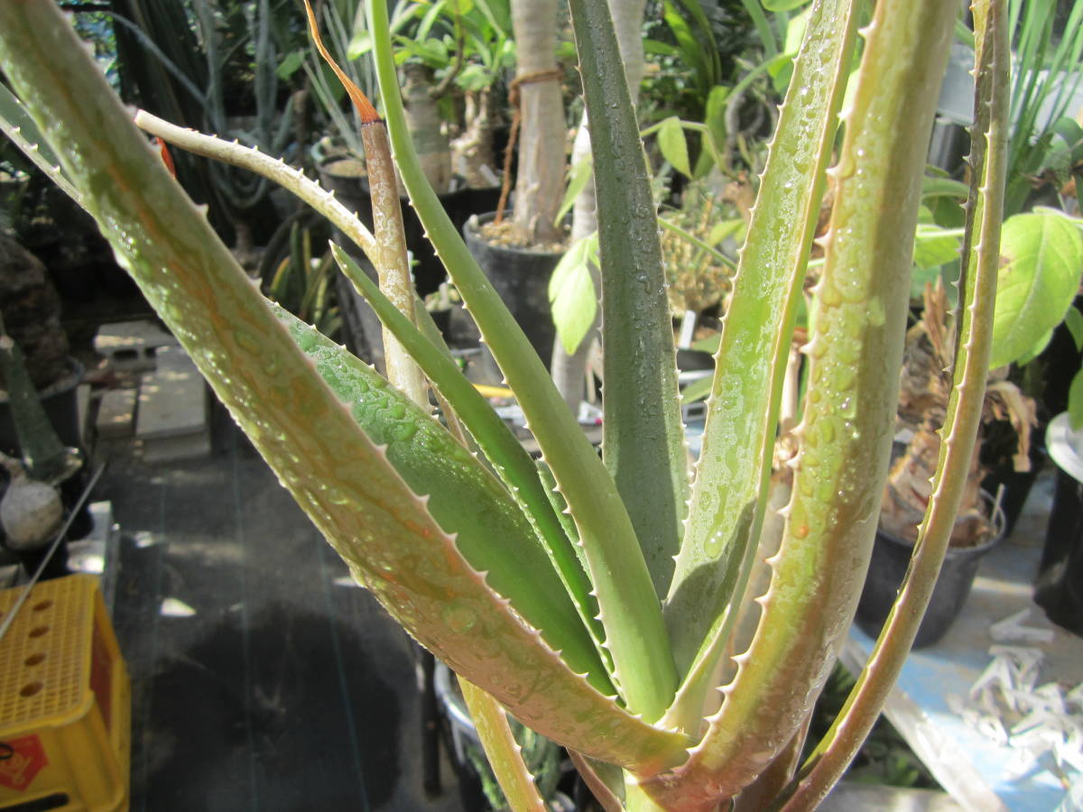 アロエ　ヘラクレス実生　希少種　レア植物　蘇鉄　ソテツ　サボテン　多肉植物　塊根植物　