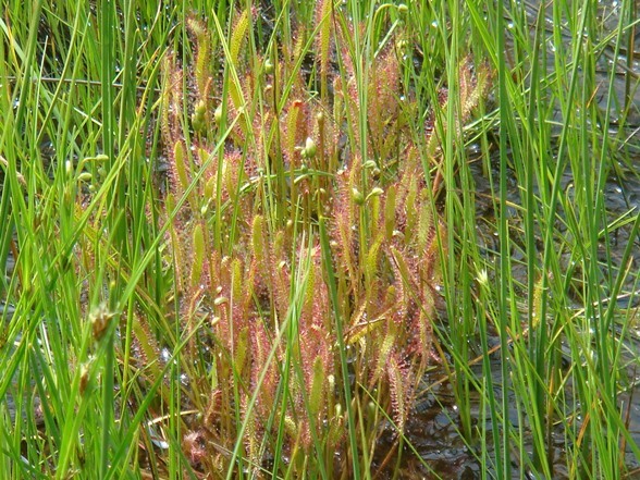 食虫植物ドロセラ　アングリカ尾瀬産３０粒以上　サロベツ産５0粒以上種子セット