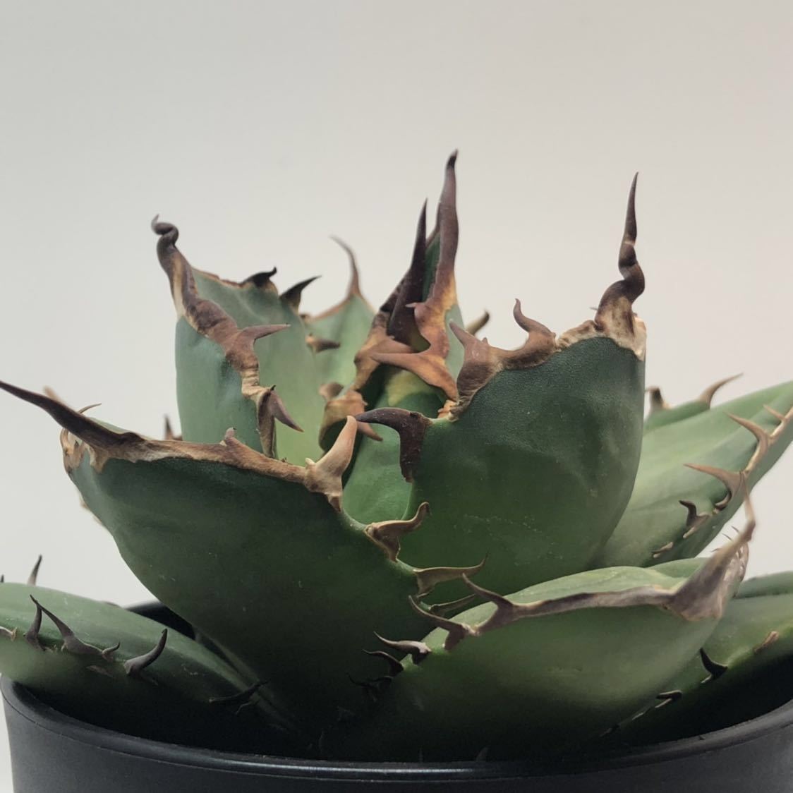 Agave oteroi FO-76 チタノタ ノーネーム アガベ チタノタ FO-76 agave