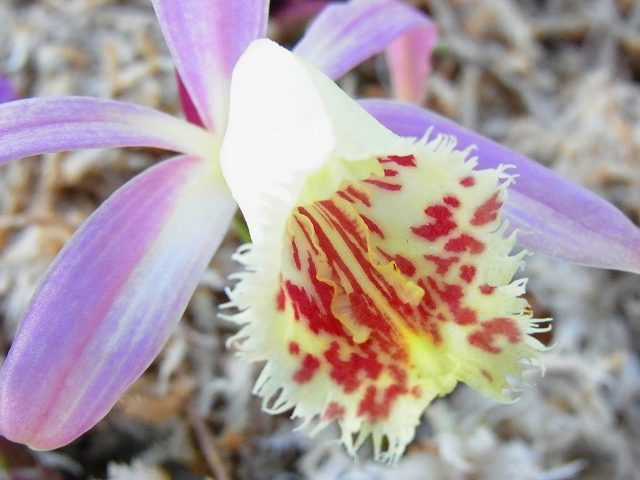 トキ草 ◇山野草◇ 大輪トキ草 黄花 5球 タイリントキソウ とき草 蘭