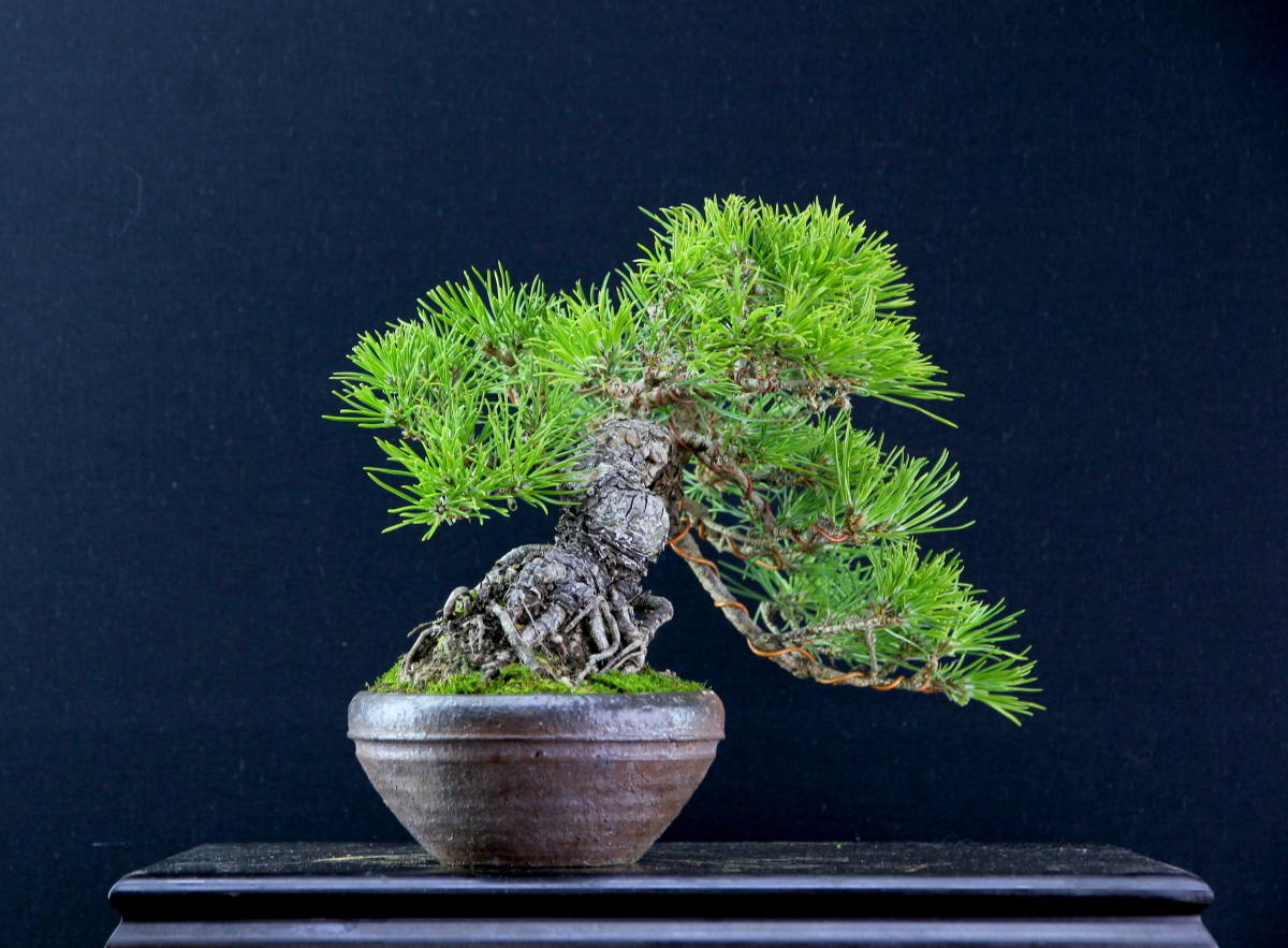 激古山採り　樹齢３５年以上　淡路黒松　樹高17~18cm (懸崖部より天) 幅27cm程度