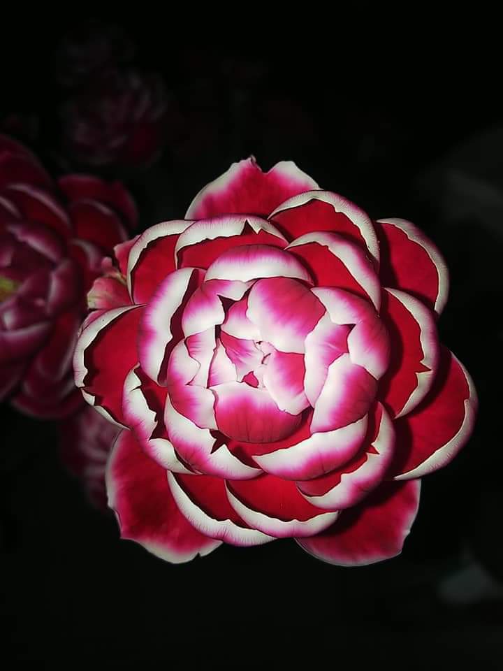 激レア・入手困難◇◇マリーローズ苗・挿し木 薔薇 ばら バラ◇◇1点