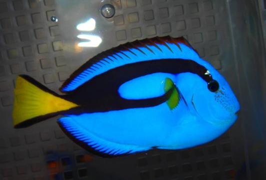 19年02月 ナンヨウハギのヤフオク の相場 価格を見る ヤフオク のナンヨウハギのオークション売買情報は22件が掲載されています