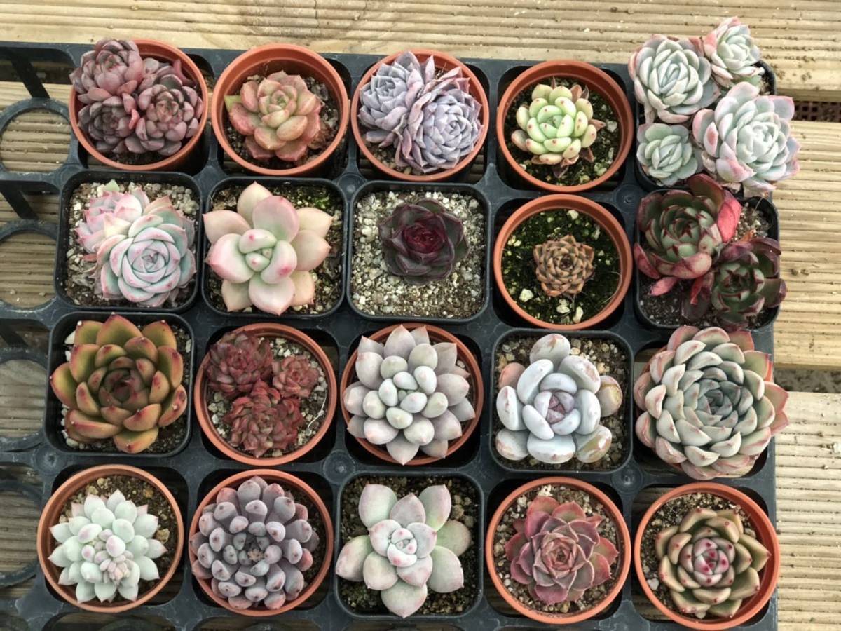 Choenji 韓国多肉植物 エケベリア 苗 20種 Set 4
