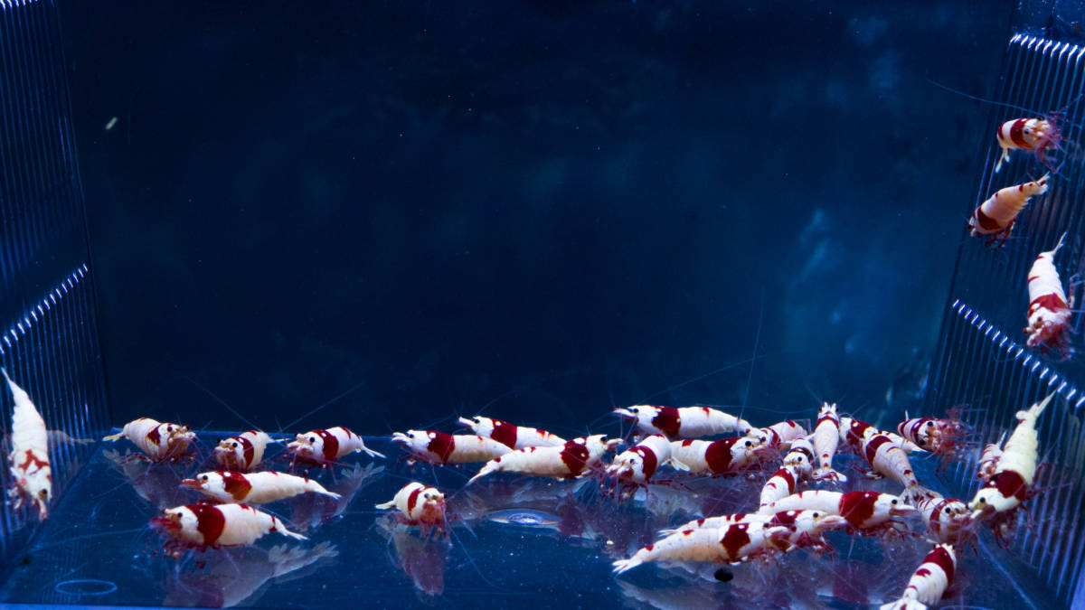 ☆至紅乃蝦★日の丸以上の濃紅殻厚個体セレクト30匹（隔離済み）_1