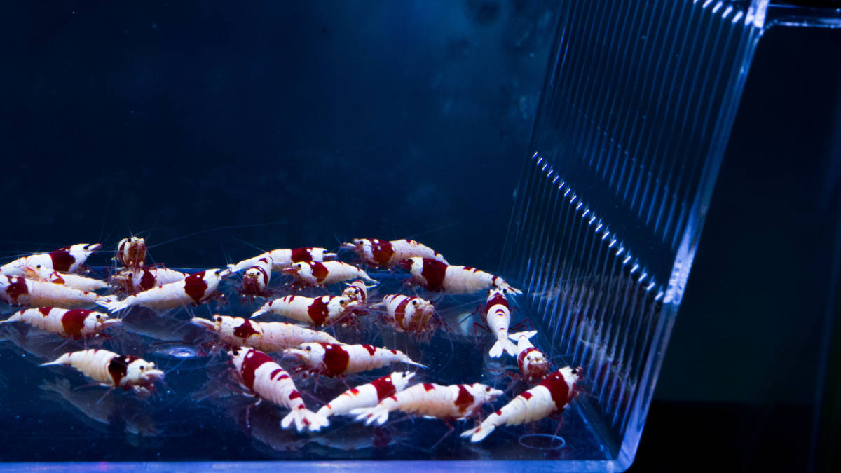 ☆至紅乃蝦★日の丸以上の濃紅殻厚個体セレクト30匹（隔離済み）_2