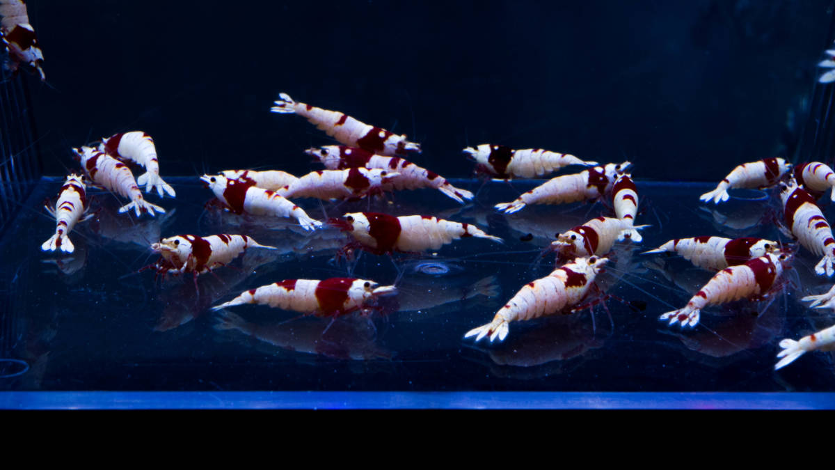 ☆至紅乃蝦★日の丸以上の濃紅殻厚個体セレクト30匹（隔離済み）_3