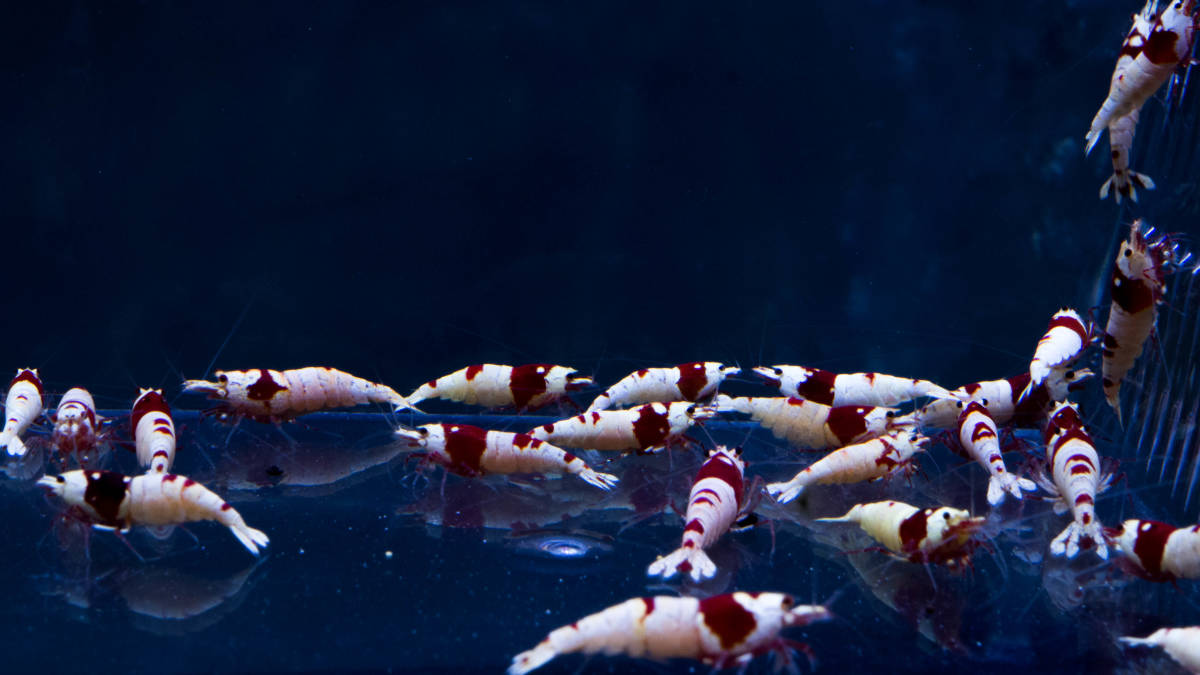 ☆至紅乃蝦★日の丸以上の濃紅殻厚個体セレクト30匹（隔離済み）_4