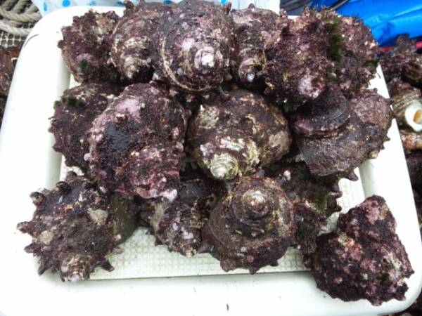 島根県隠岐諸島産　天然　活サザエ　特大サイズ　３kg