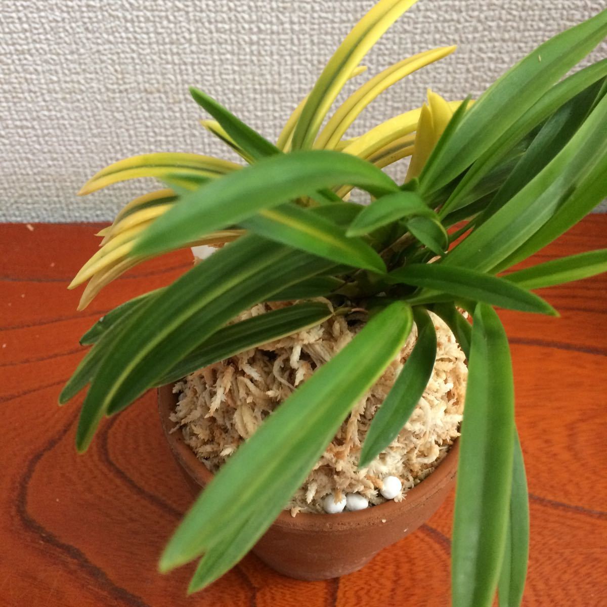 富貴蘭 青王錦 9本立ち