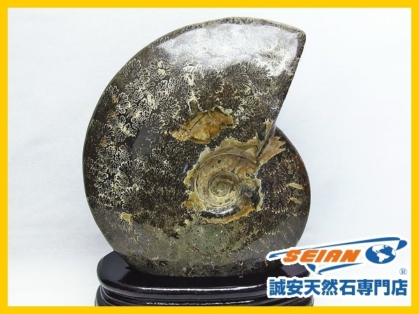 正規品，高品質 誠安 1.8Kgアンモナイト 化石 T570-3654(原石)｜売買されたオークション情報、yahooの商品情報をアーカイブ公開 - オークファン 原石