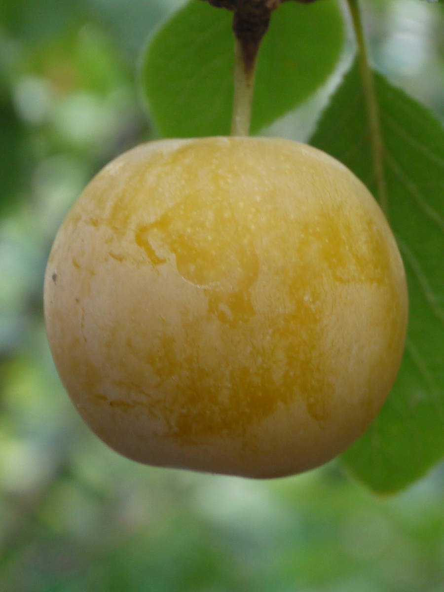 J-328★スーパームーン★ （西洋すもも）_1