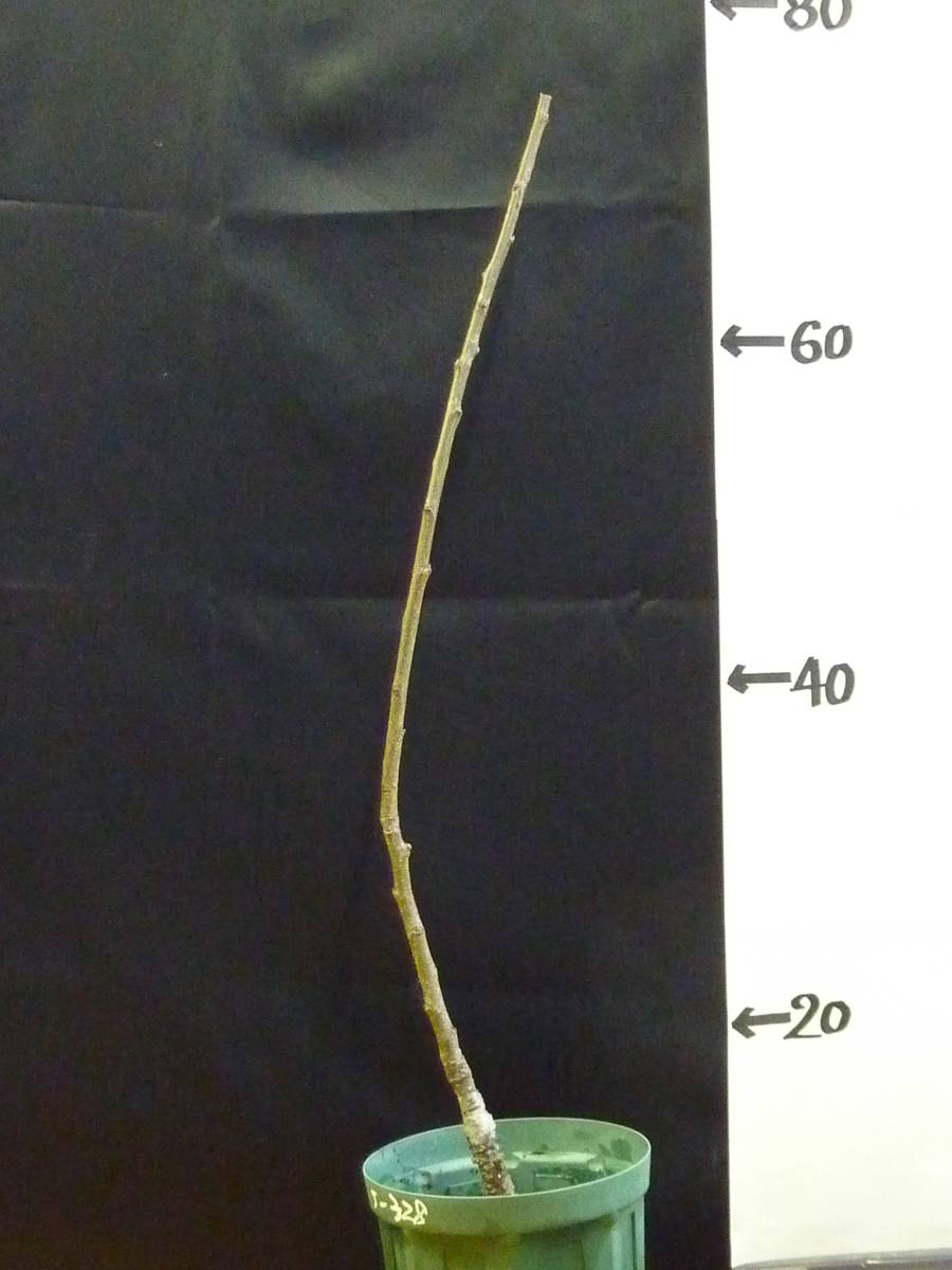 J-328★スーパームーン★ （西洋すもも）_2