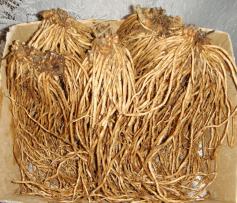 アスパラガス苗 ３年物 充実特大株 ５株 リピーター多数 ウエルカム 優良 アスパラ苗 苗 売買されたオークション情報 Yahooの商品情報をアーカイブ公開 オークファン Aucfan Com