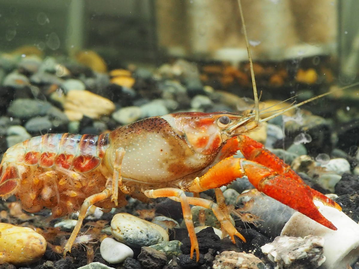 送料185円 ザリガニの繁殖 色揚げフード100g 内容物はおとひめ ド餌 ワーフザリガニの色揚げ シュリンプにもおすすめ 同梱可 甲殻類 売買されたオークション情報 Yahooの商品情報をアーカイブ公開 オークファン Aucfan Com