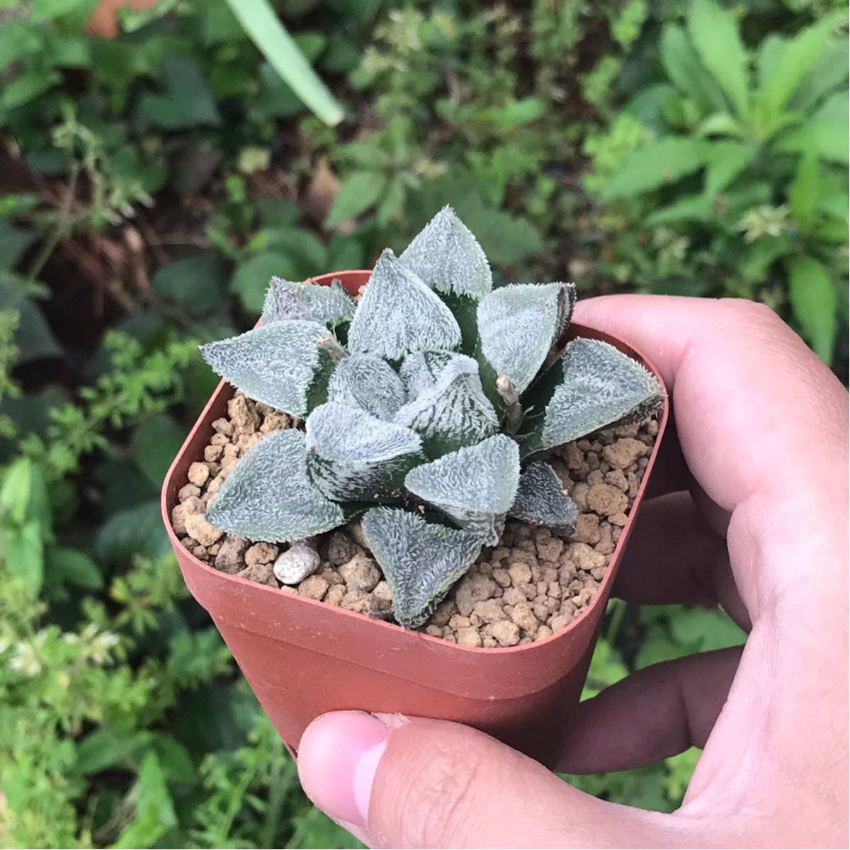 多肉植物 雪姫 ハオルチア(青) 2.5号ポット／1個売り｜ 植物の